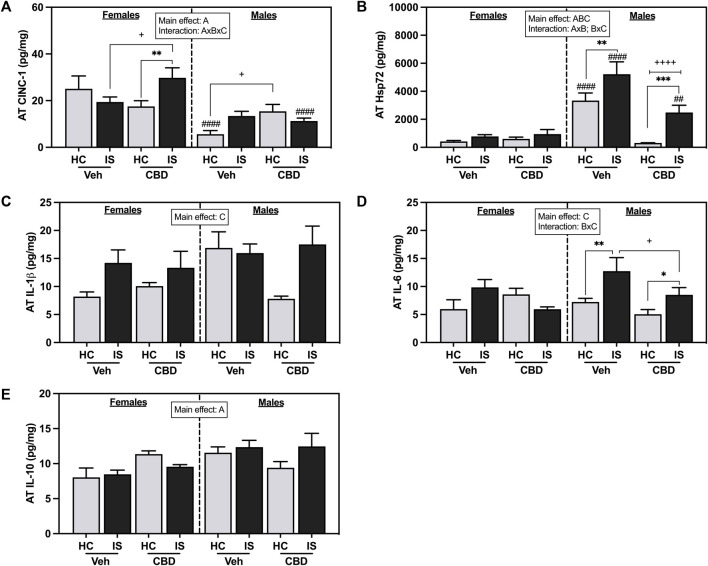 Adipose tissue concentrations of (A) CINC-1, (B) Hsp72, (C) IL-1β, (D) IL-6, and (E) IL-10. Females are graphed to the left of the dashed line; males are graphed to the right of the dashed line. Data are presented as mean ± SEM; Symbols: A p < 0.05 (main effect of sex); B p < 0.05 (main effect of CBD); C p < 0.05 (main effect of IS); ## p < 0.01, #### p < 0.0001 (Fisher’s LSD post hoc effect of Sex); + p < 0.05, ++++ p < 0.0001 (Fisher’s LSD post hoc effect of CBD); *p < 0.05, **p < 0.01, ***p < 0.001 (Fisher’s LSD post hoc effect of IS). Vehicle group = Veh, Cannabidiol-rich hemp extract group = CBD, unstressed home cage controls = HC, inescapable tail shock = IS.