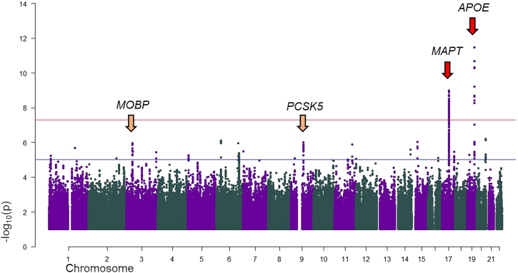 Discovery phase: Manhattan plotRed arrows identify genome-wide-significant signals (chromosomes 17 and 19); yellow arrows identify suggestive towers (10−8 < p > 10−5) including at least 20 markers (chromosomes 3 and 9). The plot is cut at −log10(p) = 1. The gene symbols represent the locus and do not necessarily imply functional/biological relevance.