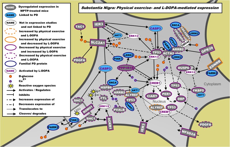 Landscape of proteins encoded by the mRNAs regulated by physical exercise and the upstream regulator L-DOPA in the SN. mRNAs differentially expressed in the SN due to physical exercise in MPTP-treated mice are shown in gray. Blue proteins are additional genes/proteins that are associated with PD through genetic and/or expression studies, whereas white proteins have no known link with PD. The direction of effect of physical exercise (measured) and L-DOPA (from literature) on the expression of these mRNAs is depicted through colored borders. L-DOPA-activated proteins are shown with purple writing for the protein name, and familial PD proteins are shown with a blue border