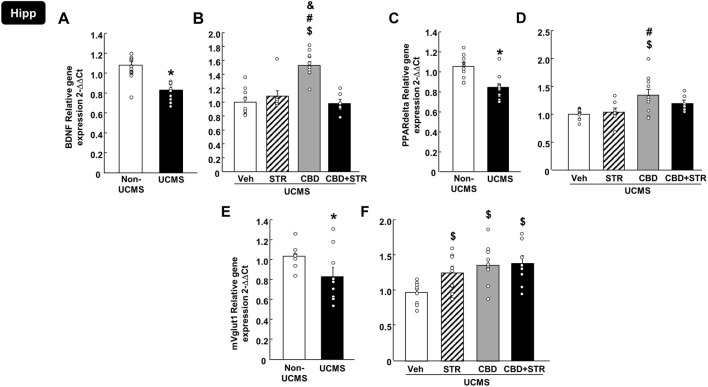 Relative gene expression of brain-derived neurotrophic factor (BDNF), peroxisome proliferator-activated receptor delta (PPARdelta) and vesicular glutamate transporter 1 (mVglut1) in the hippocampus (Hipp) of mice exposed to the UCMS and treated with CBD, STR or their combination by real-time PCR. Columns represent the means and vertical lines the ±SEM of the BDNF (panels A, B), PPARdelta (panels C, D) and mVglut1 (panels E, F). *Values from the VEH-treated UCMS group that differ significantly from VEH-treated non-UCMS group (Student’s t-test, p < 0.05). $ Values from STR-, CBD- and/or CBD + STR-treated UCMS mice that were different from VEH-treated UCMS mice. # Values from CBD- and/or CBD + STR-treated UCMS mice that were different from the STR-treated UCMS group. and Values from CBD-treated UCMS mice that were different from CBD + STR treated UCMS mice (One-way ANOVA followed by Student-Newman-Keuls, p < 0.05).