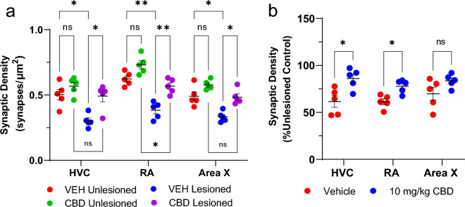 CBD treatments protect glutamatergic synaptic densities from lesion-related losses. (a) Quantification of song region synaptic densities within unlesioned and lesioned hemispheres of vehicle- and CBD-treated songbirds. In the vehicle group, unilateral microlesions decreased the synaptic density in all three regions examined (HVC, RA, and Area X). Conversely, in the CBD group there was no significant lesion effects in HVC or Area X. This protection was not as robust in RA, although the deficit was decreased. CBD treatment had a profound effect on the post lesion synaptic density compared to post lesion densities of vehicle treated birds in all three regions of interest. (b) Lesion related change in synaptic density expressed as colocalized puncta transformed to percentage of the unlesioned control hemisphere. Within HVC and RA, CBD groups had a significant increase in post-lesion synaptic density while Area X did not differ significantly. This indicates a significant protection of synapses in key areas of vocal production. For analysis, each z-stack image set was post-processed and projected at maximum intensity. Puncta of colocalized VGLUT-2 and PSD-95 within each region were defined for particle analysis with threshold applied from n = 5 animals per group. Glutamatergic synapse densities were then quantified as percent change from the unlesioned control hemisphere. Significance was assessed and appropriate comparisons made using mixed-models ANOVA with Sidak’s correction for multiple comparisons.