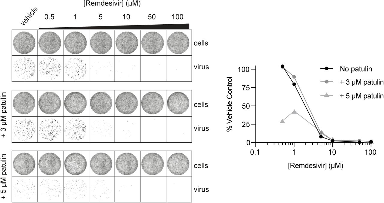 Patulin and remdesivir are not synergistic to inhibit SARS-CoV-2 viral growth in VERO cells.SARS-CoV-2 infectivity assays in VERO E6 assay performed as in Figure 5A with the indicated concentrations of patulin and remdesivir. For each condition, quantifications represent viral area normalised to the no drug well. Error bars represent standard deviation from the mean.