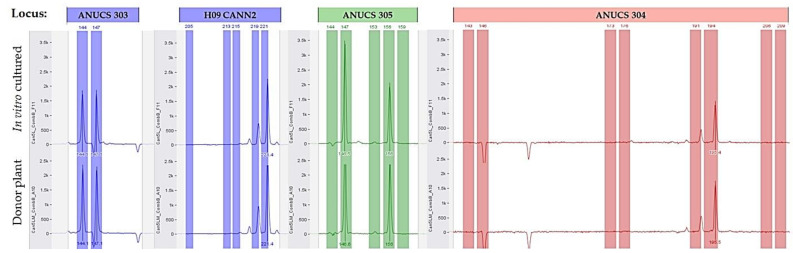 The simple sequence repeat amplification pattern obtained for mother plant (donor) and in vitro cultured micropropagated plant, using loci: ANUCS 303, H09 CANN2, ANUCS 305, and ANUCS 304.