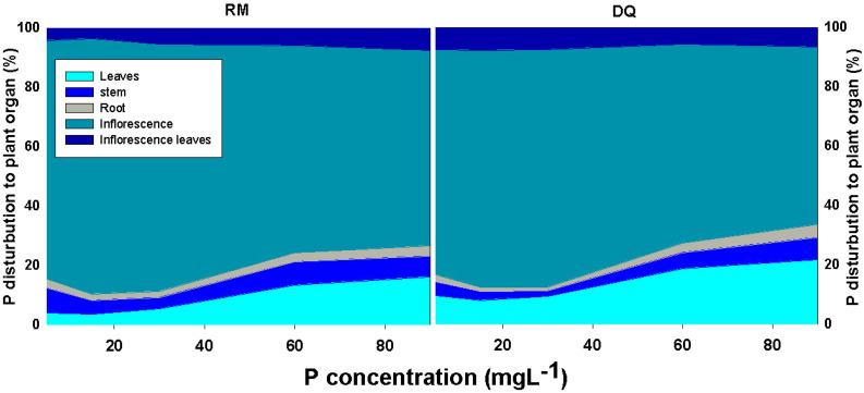 Effect of P supply on the distribution of P in the plant to leaves, stem, roots, inflorescences, and inflorescence-leaves, in two medical cannabis cultivars, RM and DQ. The total P content in each organ is presented as the percent content of the total P in the plant. Presented data are averages (n = 5).