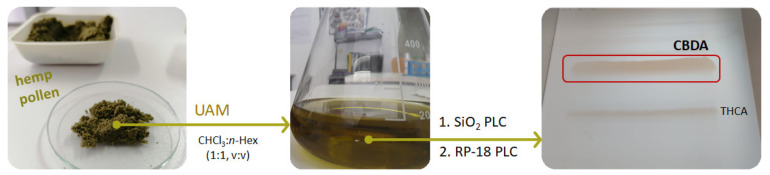 Hemp pollen underwent ultrasound accelerated maceration (UAM), and an aliquot of hemp pollen (HP) extract (60 mg) was then chromatographed by preparative thin-layer chromatography (PLC) using a precoated silica gel 60 F254 (20 × 20 cm, 1 mm, Merck, Darmstadt, Germany). The organic lower phase of a biphasic CHCl3/MeOH/H2O (13:7:7, v/v/v) solution served as mobile phase. Among the five fractions obtained, one was further fractionated by thin-layer chromatography using a precoated silica gel 60 RP-18 F254S (20 × 20 cm, Merck, Darmstadt, Germany). Elution was twice by MeCN/H2O (4:1, v/v) solution. The main compound (yield 45%) was identified, by means of spectroscopic and spectrometric techniques, as cannabidiolic acid, whereas the other compound was THCA-A.