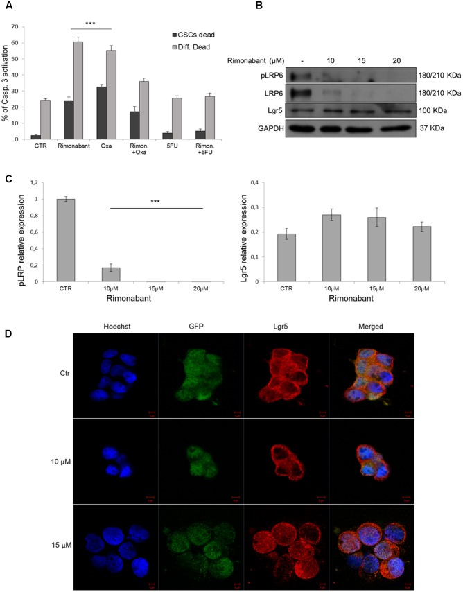 (A) Caspase 3 activation in GTG7 cells treated with single or combined compounds Rimonabant 10 μM, 5FU 25 μM, Oxaliplatin 25 μM or vehicle alone. Caspase 3 (PE quantification) was analyzed gating on about 10% of TOP-GFPhigh (Wnthigh) cells, corresponding to CSCs, and on about 10% TOP-GFPlow (Wntlow) cells, corresponding to differentiated tumor cells. Data are expressed as mean ± SD of at least three independent experiments in duplicate (∗∗∗p < 0.005 vs. control). (B) Representative Western blot analysis of Lgr5, LRP6 and phosphorylated (Ser1490) LRP6. GAPDH was used as loading control. (C) The histogram on the left represents the densitometric analysis of phospho-LRP6 expressed as fold change of the total LRP6 amount and normalized vs. GAPDH. Lgr5 expression (right histogram) was normalized vs. GAPDH. (∗∗∗p < 0.005 vs. control). (D) Confocal microscopy analysis of Lgr5 (red fluorescence) in GTG7 cells treated with Rimonabant at indicated doses for 18 h. Nuclei were stained with Hoechst (blue fluorescence); GFP (green); Scale bar = 5 μm.