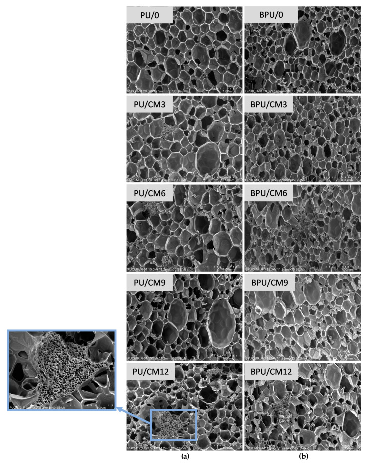 SEM images of cellular structure of foams without (a) and with (b) the bio-polyol. An exemplary cork particle embedded in the PUR matrix was marked on the SEM photomicrograph.