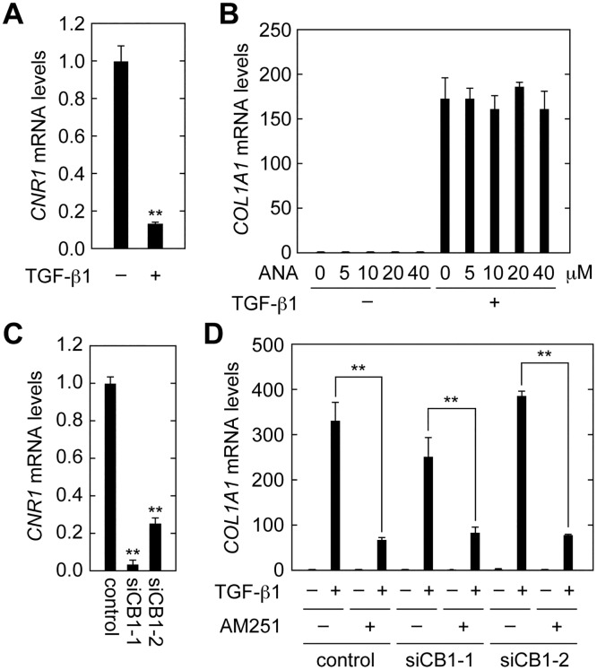 CB1 is not involved in EMT suppression in RPTEC cells.(A) RPTEC cells were incubated with 2 ng/ml TGF-β1 for 24 h. Total RNA was prepared and subjected to real-time RT-PCR to measure CB1 (CNR1) and PPIA mRNA levels. Values are means ± SD of the ratio of CNR1 to PPIA mRNA levels, expressed relative to the ratio in the control, from three independent experiments. (B) RPTEC cells were incubated with 2 ng/ml TGF-β1 and the CB1 agonist anandamide (ANA) at the indicated concentrations for 24 h. Relative mRNA levels of COL1A1 were determined as for (A). (C) RPTEC cells were treated with control siRNA or a selective siRNA for CNR1 (siCB1-1 or siCB1-2) for 72 h. Relative mRNA levels of CNR1 were determined as for (A). (D) RPTEC cells were treated with control siRNA or selective siRNA for CNR1 (siCB1-1 or siCB1-2) for 48 h and then incubated with 2 ng/ml TGF-β1 and 10 μM AM251 for another 24 h. Relative mRNA levels of COL1A1 were determined as for (A). Statistically significant differences are indicated (** P < 0.01, Student’s t-test).