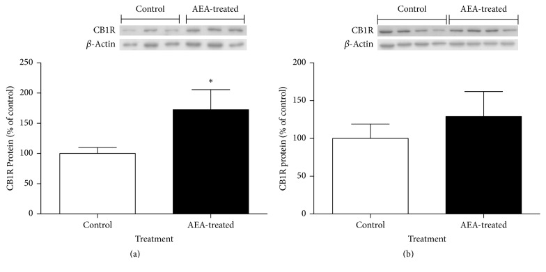 Relative levels of CB1R protein in hypothalamus of (a) 21-day-old and (b) adult AEA-treated and control mice. For densitometry quantification purposes, B-actin was used as loading control. Results are expressed as a percentage relative to the expression in control mice. (∗P < 0.05/∗∗P < 0.01 Mann–Whitney U test; mean ± SEM; n = 6/group).