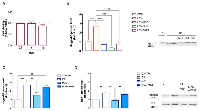 Attenuation of MOE and HNK of the Notch signaling pathway. (A) Lack of impairment of cell viability by MOE (0.1–10 µg/mL) evaluated by the CCK-8 test in BV2 cells. (B) Reduction by MOE (10 µg/mL), HNK (3 µg/mL), and DAPT (3 µM) of the overexpression of Jagged1 induced by LPS stimulation in BV2 cells. Prevention of Jagged1 (C) and NEXT (D) overexpression by MOE treatment in spinal cord samples of SNI mice. Lack of effect by AM251 administration. Representative blots are reported. ** p < 0.01, *** p < 0.001, **** p < 0.0001.