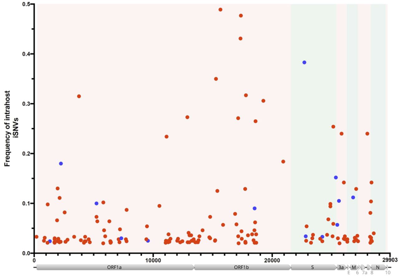 Frequency of intrahost single nucleotide variants (iSNVs) across the SARS-CoV-2 genome.Distribution (x-axis) and frequency (y-axis) of iSNVs (>2%) with a minimum depth coverage of 500x. Red dots represent cancer patients and blue dots represent healthcare worker samples. Structural genes (S, E, M and N) are highlighted in green and non-structural genes in light-red. Genome coordinates are relative to the SARS-CoV-2 Wuhan-Hu-1 reference sequence genome (GenBank acc.# MN908947).