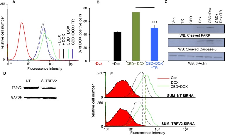 TRPV2 inhibition suppresses CBD and DOX-mediated cytotoxic effectsA. SUM159 cells were treated with Vehicle or CBD or Tranilast (TR) or CBD + Tranilast for 2h followed by DOX for 30 min then subjected to FACS analysis of DOX uptake. B. Quantitation of the % of DOX-positive cells of the uptake experiments of the four groups. C. SUM159 cells were treated with the indicated treatments and the lysates were collected and immunoblotted against the indicated proteins. D. Western blot image showing TRPV2 expression in non-targeting small interfering RNA (SUM-NT SiRNA) and TRPV2-targeting small interfering RNA (SUM-TRPV2-SiRNA) transiently transfected cells. E. SUM-NT SiRNA or SUM-TRPV2-SiRNA transfected cells were treated with 0.5 μM DOX for 30 min in the presence or absence of CBD for 2 hours. Cells were collected for FACS analysis. F. Quantification of the mean florescence intensity (MFI) has been presented. G. SUM-NT SiRNA or SUM-TRPV2-SiRNA transfected cells have been used for colony formation assay in the presence or absence of DOX and/or CBD (5μM) and the number of colonies have been counted.