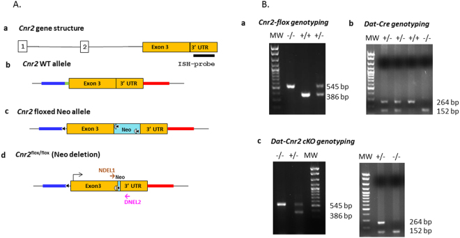 Strategy for the deletion of CB2Rs in DA neurons and genotyping (A,B). (A) Cnr2-loxP targeting strategy: (A) a, Cnr2 gene structure: exons are marked with open boxes, introns with solid line and black bar RNAscope in situ hybridization probe of 897 bp targeting 3′UTR. b, the approximate region for the 5′ homology arm (6,060 bp) is marked in red, the approximate region for the 3′ homology arm (3,991 bp) is marked in blue and the splicing acceptor region is marked in green. c, the FRT-Neo-FRT/loxP cassette (3′−5′ orientation) is in light blue; d, the targeted region including exon 3 and splicing site (2,249 bp) are sandwiched between loxP sites: 5′ loxP is localized upstream (774 bp) of splicing acceptor site of the coding exon 3 and 3′ loxP is localized in the downstream (759 bp) of the stop codon inside 3′ UTR so that the splicing site and the entire open reading frame of mouse Cnr2 are deleted in dopamine neurons after recombination by mating with dopamine transporter promoter driven Cre expressing mouse line (DAT-Cre). (B) Cnr2-flox genotyping: a, 386 bp band is a wild type allele and 545 bp band is a mutant allele (MW: molecular weight marker, wt + and mutant -). b, DAT-Cre genotyping, 264 bp band is a wild type allele and 152 bp band is a mutant allele. c, panel shows that DAT-Cnr2 cKO heterozygous mice are selection of DAT-Cre heterozygous genotype and Cnr2-flox mutant genotype, DAT-Cnr2 cKO homozygous mice are the selection of DAT-Cre mutant genotype and Cnr2-flox mutant genotype.