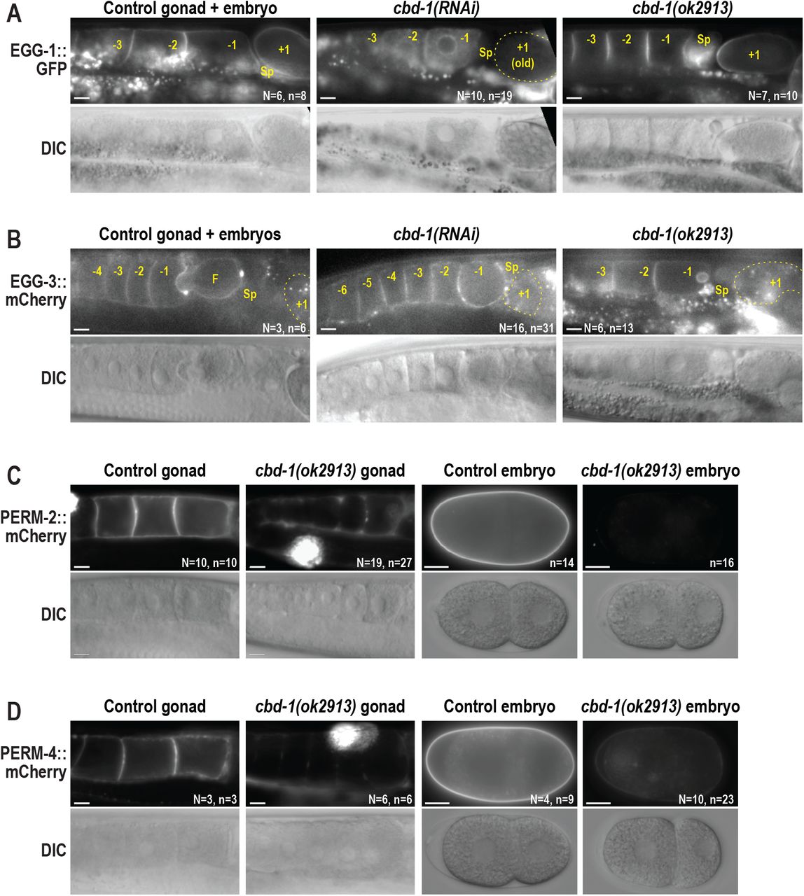 The N-terminus of CBD-1 scaffolds the PERM complex, but not the EGG complex.Widefield fluorescence and DIC images of gonads and embryos from control, RNAi-treated, or cbd-1(ok2913) worms that express EGG-1::GFP (A), EGG-3::mCherry (B), PERM-2::mCherry (C), or PERM-4::mCherry (D). Small bright puncta in (A) and (B) represent autofluorescence of gut granules distinct from the EGG-1::GFP or EGG-3::GFP signal in the gonad. Oocytes and embryos are labeled in reference to distance from the spermatheca (Sp), with the −1 oocyte the next to be fertilized, and the +1 embryo (in some cases outlined in a dotted yellow line) recently fertilized and developing in the uterus. Large, bright signal in cbd-1(ok2913) mutant gonads in (C) and (D) is accumulation of secreted mCherry fusion protein in coelomocytes. The cbd-1(ok2913) allele disrupts the third and fourth chitin-binding domains of CBD-1 (see Fig. 1A). N=number of adults, n=number of gonads or embryos. Scale bars, 10um.