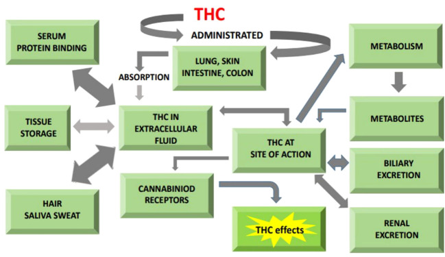 General illustration of pathway showing cannabinoids role in absorption, metabolism and excretion.