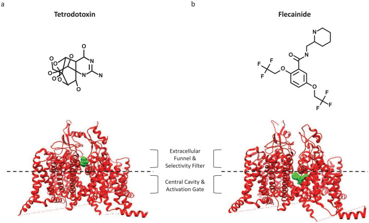 Binding of pore domain (PD) blockers on the outer and inner segments. In the middle of both structures, we show a dashed line which is meant to illustrate a division between the extracellular funnel and selectivity filter, and central cavity and activation gate. (a) The binding of tetrodotoxin (TTX) to the outer PD (more rigid part of the domain, from PDB ID: 6UZ3). (b) A view of Nav1.5 and flecainide (PDB ID: 6UZ3).