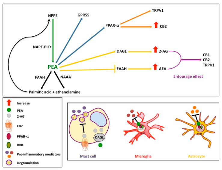 Metabolic pathways and mechanisms of action of PEA. PEA is synthetized by NAPE-PLD (green arrow) and hydrolyzed to palmitic acid and ethanolamine by FAAH and NAAA (black arrows) [28]. PEA directly activates GPR55 [149] and PPAR-α receptors (blue arrows) [148]. PEA activates TRPV1 receptors [145,146] and increases the expression of CB2 receptors (orange arrows) via direct activation of PPAR-α receptors (blue arrow) [154]. PEA, through the stimulation of the activity of DAGL [143] or the inhibition of the expression of FAAH (yellow arrows) [142], increases the endogenous levels of 2-AG and AEA, respectively, which directly activate CB1, CB2, and TRPV1 receptors (“entourage effect”) (violet arrow) [57,142,143,145,146]. PEA, possibly through an allosteric modulation of TRPV1 receptors, potentiates the actions of AEA and 2-AG at TRPV1 receptors (“entourage effect”) [57,145,146]. PEA inhibits the activation of mast cells through an indirect CB2-mediated mechanism (i.e., increased 2-AG synthesis) [140,143]. PEA reduces the activation of microglia and astrocytes through a PPAR-α-mediated mechanism [155,156]. Abbreviations: 2-AG, 2-arachidonoylglycerol; AEA, anandamide; CB1, type-1 cannabinoid receptors; CB2, type-2 cannabinoid receptors; DAGL, diacylglycerol lipase; FAAH, fatty acid amide hydrolase; GPR55, G-protein coupled receptor 55; NAAA, N-acylethanolamide hydrolyzing acid amidase; NAPE-PLD, N-acyl-phosphatidyl-ethanolamine-selective phospholipase D; PEA, palmitoylethanolamide; PPAR-α, peroxisome proliferator-activated receptor-α; TRPV1, transient receptor potential vanilloid type-1.