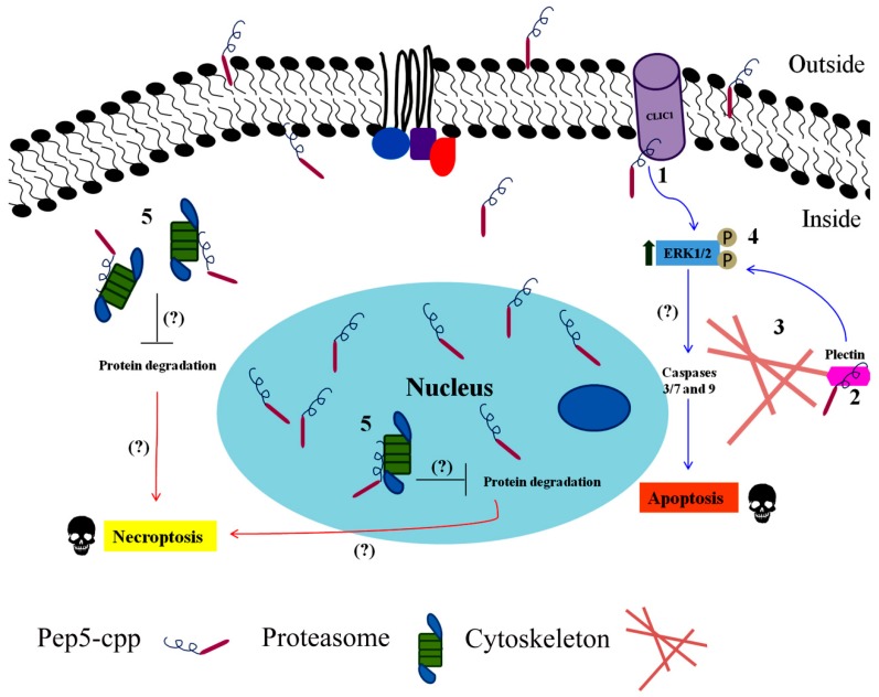 Pep5-cpp leading to cell death seems a combination of events. Once Pep5 is bound to a cell-penetrating peptide, it will carry the cyclin D2 fragment to intracellular compartments such as the cytoplasm and nucleus. (1) Pep5-cpp binds to chloride intracellular channel protein 1 (CLIC1) and (2) Plectin, leading to (3) actin cytoskeleton disorganization and (4) ERK1/2 phosphorylation. The sustained increase in ERK1/2 phosphorylation may contribute to the activation of caspases 3/7 and 9, culminating in the induction of apoptosis. On the other hand, Pep5-cpp also seems to bind to (5) proteasome components causing its inhibition, which in turn can cause protein accumulation in both the cytosol and nucleus, generating signals that will induce programmed necrosis (necroptosis).