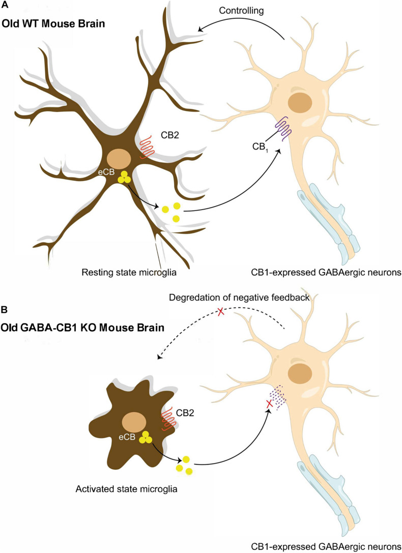 Reciprocal interactions between microglia and presynaptic GABAergic neuron. (A) Old WT mouse brain: Normal neuronal-glial communication prevents microglial reactivation through endocannabinoid signaling between CB1 expressed GABAergic neurons and microglia. (B) Old GABA-CB1KO mouse brain: Disrupted endocannabinoid signaling between CB1 expressed GABAergic neurons and microglia break down control of microglial reactivation and thus, exacerbating age-dependent neuro-inflammation in the brain.