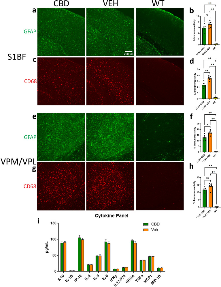 Treatment with CBD reduces some disease-related pathology. In S1BF, chronic CBD did not affect GFAP immunoreactivity (a,b) but did significantly reduce CD68 expression (c,d) in Cln1−/−mice. Conversely, GFAP expression was reduced following CBD treatment (e,f) while CD68 immunoreactivity was unchanged (g,h) in Cln1−/−VPM/VPL. Chronic CBD did not significantly affect any of the cytokines analyzed (i). Data shown are means ± SEM. *Indicates p < 0.05; **indicates p < 0.01. Scale bar is 200 µm.