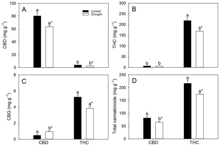 Leaf concentrations (per dry mass) of (A) cannabidiol (CBD), (B) tetrahydrocannabinol (THC), (C) cannabigerol (CBG) and (D) total cannabinoids in two cannabis genotypes grown under well-watered or drought conditions. Values are means ± SE (n = 8). Different letters indicate significant differences between genotypes within the same water regime; asterisks, when shown, indicate a drought effect within a genotype (Tukey’s test, p ≤ 0.05).