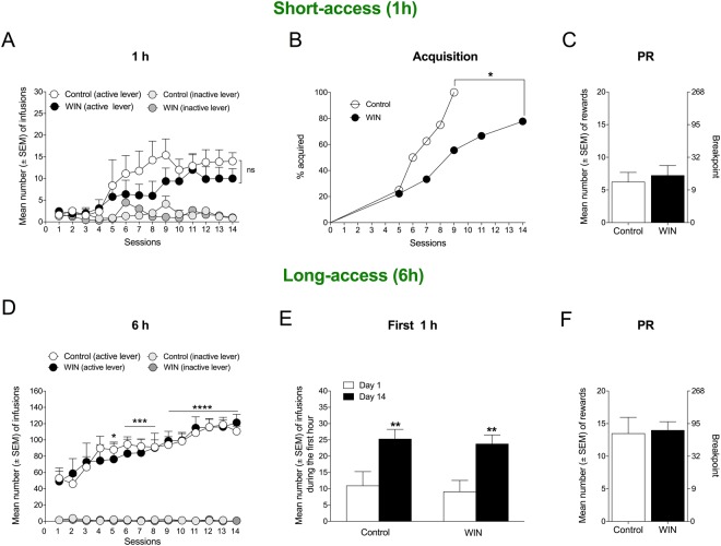 Cocaine self-administration in adulthood. (A) Cocaine self-administration on a fixed-ratio 1 (FR1) schedule during daily 1-h sessions (n = 8). (B) WIN treatment in adolescence decreased the acquisition of cocaine self-administration in adulthood. Acquisition was defined as the first session during which the rat consumed at least 2.5 mg/kg cocaine (five lever presses) in 1 h. *p < 0.05 (Mantel-Cox survival analysis). (C) Progressive-ratio (PR) responding for cocaine after short access was unaffected by prior WIN treatment. The data are expressed as the mean ± SEM number of rewards (left y-axis) or breakpoint (right y-axis; n = 8). (D) Prior WIN treatment had no effect on the escalation of cocaine intake during daily 6-h self-administration sessions. *p < 0.05, ***p < 0.001, ****p < 0.0001, significant difference from baseline (one-way repeated-measures ANOVA followed by Bonferroni’s multiple-comparison post hoc test). (E) The first hour of the 6-h self-administration session (i.e., the loading phase) demonstrated the significant escalation of cocaine intake during 14 sessions compared with day 1 in both vehicle- and WIN-exposed rats. **p < 0.01 (Student’s two-tailed unpaired t-test). (F) Progressive-ratio (PR) responding for cocaine after long access (6 h) was unaffected by prior WIN treatment. The data are expressed as the mean ± SEM number of rewards (left y-axis) or breakpoint (right y-axis; n = 6).