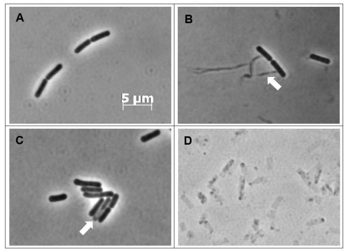 Phase-contrast images of CBCA-treated B. subtilis cells. B. subtilis cells in exponential phase (OD600 0.1–0.3) were not treated (A) or treated with CBCA at 0.25 × MIC (B) 0.4 × MIC (C) or 1 × MIC (D). At 30 min, aliquots were obtained and washed with PBS to remove remaining compound. Bacterial cell suspensions were deposited on agarose pads for live phase-contrast microscopy with the Zeiss AxioPlan 2 Upright Light Microscope and 100 × objective. Image analysis was performed with AxioVision (Zeiss). White arrows indicating insoluble intracellular material leaking from bacteria (B) or cells in the process of lysis (C).