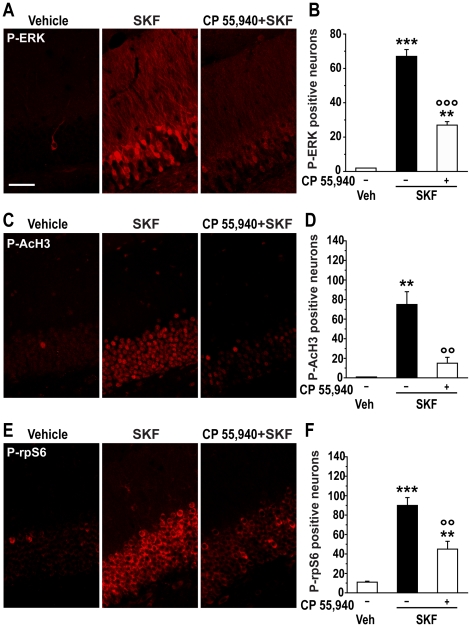 Effect of CB1 receptor activation on ERK, AcH3 and rpS6 phosphorylation.Immunohistochemical detection of P-ERK (A), P-AcH3 (C) and P-rpS6 (E) in the granule cell layer of mice treated with vehicle, SKF 81297 (SKF; 5.0 mg/kg) alone or in combination with the CB1 receptor agonist, CP 55,940 (0.25 mg/kg, i.p.). Scale bar: 40 µm. (B, D and F) Quantification of P-ERK, P-AcH3 and P-rpS6 immunoreactivity in mice treated with vehicle, SKF alone or in combination with CP 55,940. Data (means ± SEM; n = 2–4 mice per group) were analyzed using one-way ANOVA: P-ERK (F(2,5) = 149.01, p<0.001); P-AcH3 (F(2,6) = 13.79, p<0.01); P-rpS6 (F(2,9) = 30.08, p<0.001). Bonferroni-Dunn test: ** p<0.01, *** p<0.001 vehicle vs. SKF, °° p<0.01, °°° p<0.001 vs. SKF.