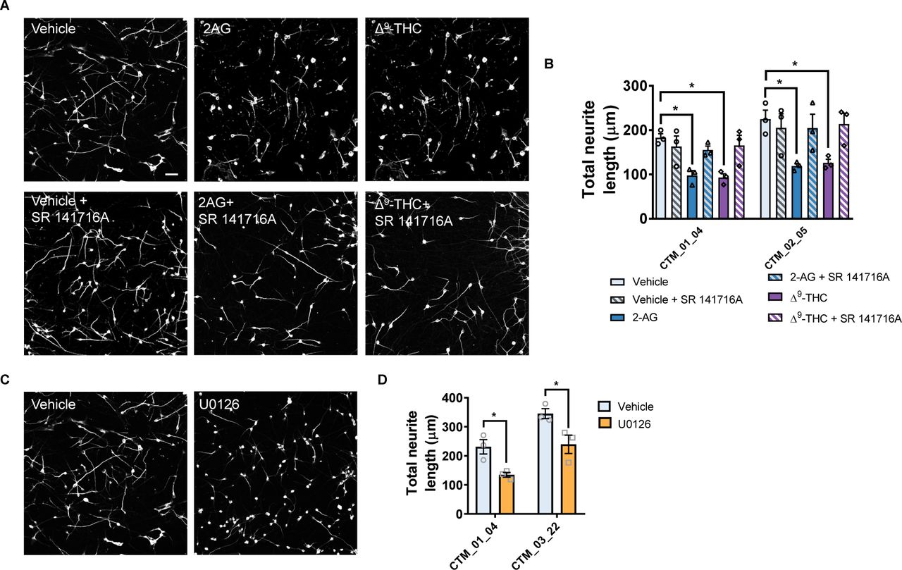 Negative regulation of neurite outgrowth by 2AG and Δ9-THC is attenuated by SR 141716A.(A) Representative images of MAP2 stained day 30 hiPSC-neurons following 24 hour treatment with vehicle, 2AG or Δ9-THC, with or without co-treatment with inverse antagonist SR 141716A (20 nM). (B) Assessing of total neurite length in all conditions. Data are presented for each individual hiPSC-line: data was generated from 3 independent cultures for each independent hiPSC line. Treatment with 2AG or Δ9-THC for 24 hours significantly reduced total neurite length compared to vehicle control. This effect was attenuated by SR 141716A. (C) Representative images of MAP2 stained day 30 hiPSC-neurons following 24 hour treatment with vehicle or U0126 (10 μM). (D) Assessing of total neurite length in all conditions. Data are presented for each individual hiPSC-line: data was generated from 3 independent cultures for each independent hiPSC line. Treatment with U026 significantly reduced total neurite length compared to vehicle control. Scale bar = 50 µm.Western blot analysis of day 30 hiPSC-neurons treated with vehicle, 2AG or Δ9-THC (30 minutes) with or without pre-treatment with inverse antagonist SR 141716A. Western blots probed for total and pERK1/2, revealed that SR 141716A blocked 2AG or Δ9-THC induced decrease in active (phosphorylated) ERK1/2 levels after 30 minutes. (B) Cell lysates were also assessed for levels of pAkt. This revealed that SR 141716A blocked Δ9-THC decrease in pAkt levels. (C) Cell lysates were also assessed for levels of active (phosphorylated) GSK3β; no difference was observed between conditions.