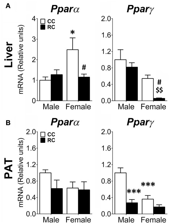 Effect of prenatal caloric restriction on the gene expression of the lipid flux and storage regulators Pparα and Pparγ in the liver (A) and perirenal adipose tissue (PAT) (B) of male and female offspring at adulthood. Values are expressed as means ± S.E.M. Bonferrroni post-hoc test: */***P < 0.05/0.01/0.001 vs. CC males; #P < 0.05 vs. CC females; $$P < 0.01 vs. RC males.