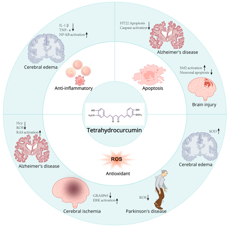 Mechanism and role of tetrahydrocurcumin in neurodegenerative diseases.