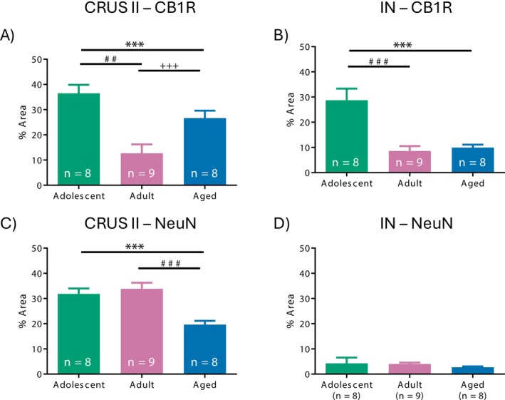 CB1R expression in CRUS II and the interposed nucleus. Percentage area covered by CB1R, NeuN in (A, C) CRUS II and (B, D) interposed nucleus (IN). ***p < 0.001 adolescent versus aged rats, ## p < 0.01 adolescent versus adult rats, ### p < 0.001 adolescent versus adult rats and +++ p < 0.05 adult versus aged rats.