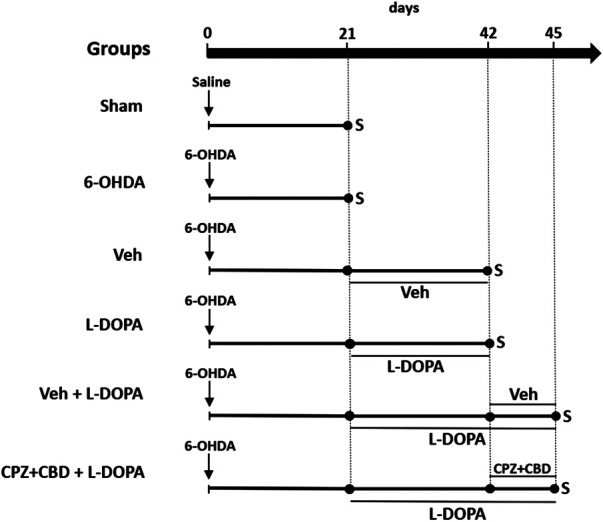 Schematic drawing summarizing the experimental design of in vivo experiments. Two groups of sham-operated and 6-OHDA-lesioned mice were sacrificed 21 days after stereotaxic surgery to assess the extent of nigrostriatal dopaminergic deficits and intensity of glial inflammatory changes in the striatum. Abnormal involuntary movements scores were also evaluated in the same groups before sacrifice. Two other groups of 6-OHDA-lesioned mice received daily i.p. injections of Veh or L-DOPA (25 mg/kg) + benserazide (10 mg/kg) from day 21 until day 42 to assess the same parameters as before and perform cytokine measurements. The two last groups of 6-OHDA-lesioned mice received L-DOPA in combination or not with CPZ (5 mg/kg i.p.) + CBD (30 mg/kg i.p.) from day 42 until day 45 to assess abnormal involuntary movements score and inflammation parameters. CPZ (5 mg/kg i.p.) and CBD (30 mg/kg i.p.) or corresponding Veh were given 30 and 15 min before L-DOPA, respectively or corresponding Veh. S: sacrifice.