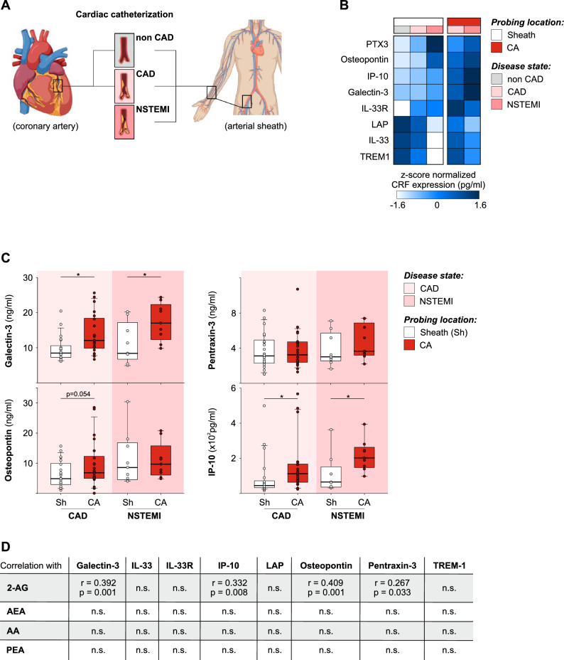 Expression of CRFs increases with disease progression of cardiac diseases. (A) Schema of blood sample acquisition and overview on patient groups undergoing cardiac catheterization. (B) Heatmap of Z-score transformed CRF concentrations in CAD and NSTEMI patients as well as control patients (non CAD). Samples were taken from the periphery (Sheath, Sh) or the cardiac aorta (CA). (C) Box-and-whisker plots for CRFs which increase with disease severity and maximum plasma concentrations in the CA. (D) Statistics for the correlation of CRFs with 2-AG levels in the sheath were calculated as Pearson’s correlation coefficients (r). (n = 9–42).