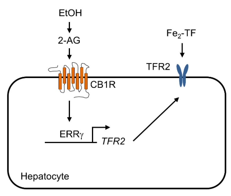 Proposed role of ERRγ in CB1 receptor-mediated TFR2 gene expression in hepatocytes. An endocannabinoid 2-AG increases ERRγ expression by activating CB1 receptor signaling in hepatocytes, subsequently resulting in induction of TFR2 gene expression which contributes to hepatic iron accumulation.