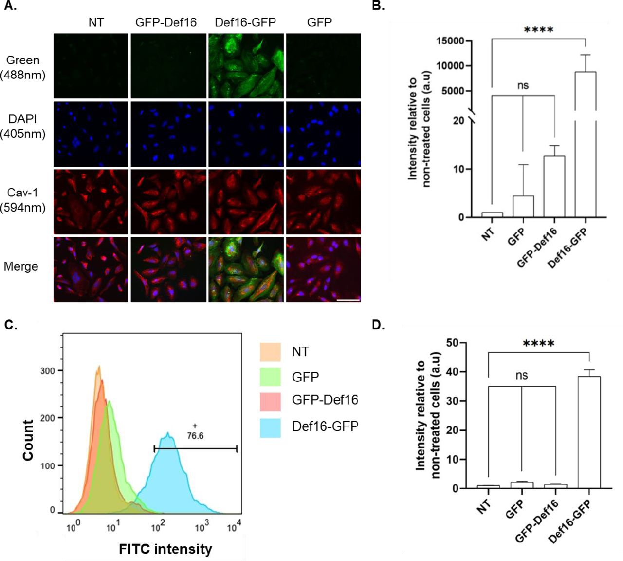 Cellular delivery of GFP conjugated to Def16 peptide.(A) HeLa cells were incubated with the recombinant proteins GFP, Def16-GFP and GFP-Def16 at a concentration of 5 μM for 2 hours at 37°C. Images of cells were taken by confocal microscopy visualizing DAPI (blue), GFP (green) and Caveolin-1 (red) channels. Scale bar: 100 µm. (B) Quantification of GFP fluorescence intensity. Bars show the mean fluorescence intensity relative to non-treated cells and normalized to the number of cells. Values were measured using Color Threshold tab in Fiji shown as mean ± SD of three independent replicates. ns -non-significance, ****:p<0.0001. (C) Flow cytometry analysis of the cellular uptake of GFP, Def16-GFP and GFP-Def16 to HeLa cells. HeLa cells were incubated with 5 μM of the recombinant proteins for 2h. Diagram representing the uptake of the FITC-containing cells based on the flow cytometry analysis of three independent experiments. NT -Non-treated. The horizontal bar and number indicate the percentage of gated FITC-positive cells. (D) Quantitative evaluation of flow cytometry signal intensity. Values were measured using FlowJo flow cytometry software. Mean and SD values are calculated from three replicates.ns -non-significance, ****:p<0.0001.