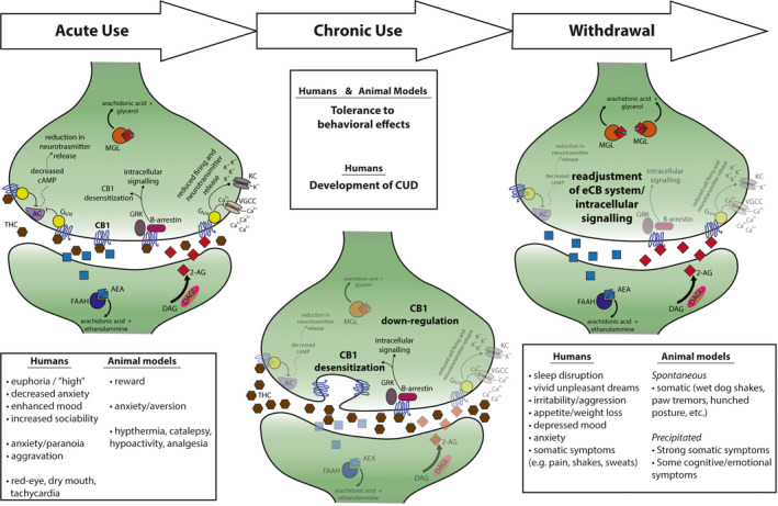 Effects of acute cannabis/THC exposure, chronic use, and withdrawal on behavior and synaptic eCB signaling. The stage of cannabis/THC use is listed inside arrows across the top of the figure, with the relevant synaptic cellular/molecular components and behavioral elements beneath. In the synapse cartoons, the left (acute use) includes many of the well‐established components, while middle (chronic use) and right (withdrawal) cartoons have bolded the critical changes associated with that stage, while the other components are dimmed. For behavioral elements, the subtitles indicate whether the behavior(s) occur in clinical (human) or preclinical (animal model) settings