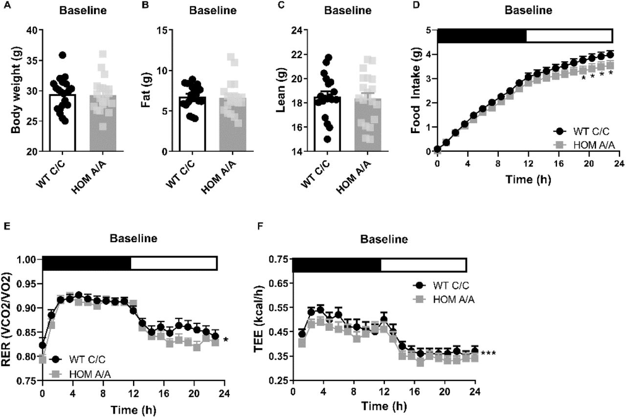 The FAAH C385A variant has no effect on baseline body weight or body composition.(A – C) Under basal conditions, there is no effect of the FAAH C385A variant on body weight (T(39) = 0.1516, p = 0.88), fat mass (T(39) = 0.2640, p = 0.79), or lean mass (T(39) = 0.4219, p = 0.6754). (D – F) By contrast, the C385A variant modifies underlying metabolic parameters, wherein FAAH A/A (HOM) mice present reduced food intake (genotype x time: F(76, 2360.107) = 1.238, p = 0.082 plus post hoc testing), decreased RER (genotype: F(1,197.189) = 6.406, p = 0.012), and decreased energy expenditure (genotype: F(1, 387.547) = 22.949, p < 0.001) compared to FAAH C/C (WT) mice. For panels A – C, n = 20 WT; n = 21 HOM. For panels D – F, n = 17 per genotype. Data are presented as means ± SEM, and in panel F estimated means adjusted for body weight are presented. Panels A – C were analyzed by unpaired student’s t-tests. Panels D – F were analyzed by linear mixed models with repeated measured. Asterisks denote significant genotype effect. *P < 0.05, ***P < 0.001.