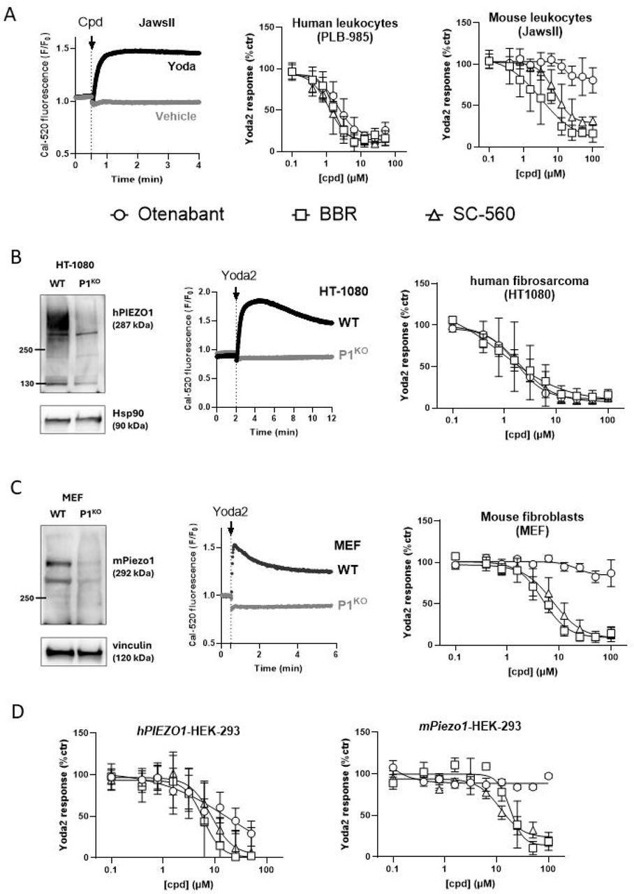 Effect of inhibitors on endogenous and expressed hPIEZO1 and mPiezo1(A) Representative recordings of Ca2+ elevation elicited by 5 µM Yoda2 in JawsII cells (left). Concentration–response curves for OTB, BBR and SC-560 on Ca2+ elevations evoked by 5 µM Yoda2 in human PLB-985 cells (middle, data from Fig 1 and S1) and mouse JawsII cells (right). OTB showed no inhibitory activity in the mouse dendritic cell line. (B) Immunodetection of PIEZO1 in WT and P1KO HT1080 cells by western blot (left). Representative recordings of Ca2+ elevation elicited by 5 µM Yoda2 in HT1080 (middle). Concentration–response curves for OTB, BBR and SC-560 on Ca2+ elevations evoked by 5 µM Yoda2 in HT1080 (right). OTB showed potent inhibitory activity in the human fibrosarcoma cell line. (C) Immunodetection of Piezo1 in WT and P1KO MEF cells by western blot (left). Representative recordings of Ca2+ elevation elicited by 5 µM Yoda2 in MEF (middle). Concentration–response curves for OTB, BBR and SC-560 on Ca2+ elevations evoked by 5 µM Yoda2 in mouse embryonic fibroblasts (right). OTB showed no inhibitory activity in mouse fibroblasts. (D) Concentration–response curves for OTB, BBR and SC-560 in HEK293 cells transiently expressing human PIEZO1 or mouse Piezo1. OTB was inactive against Yoda2-induced activation of the mouse Piezo1 ortholog. Data are mean ±SD of N=3-5 biological replicates, each measured in technical triplicate.