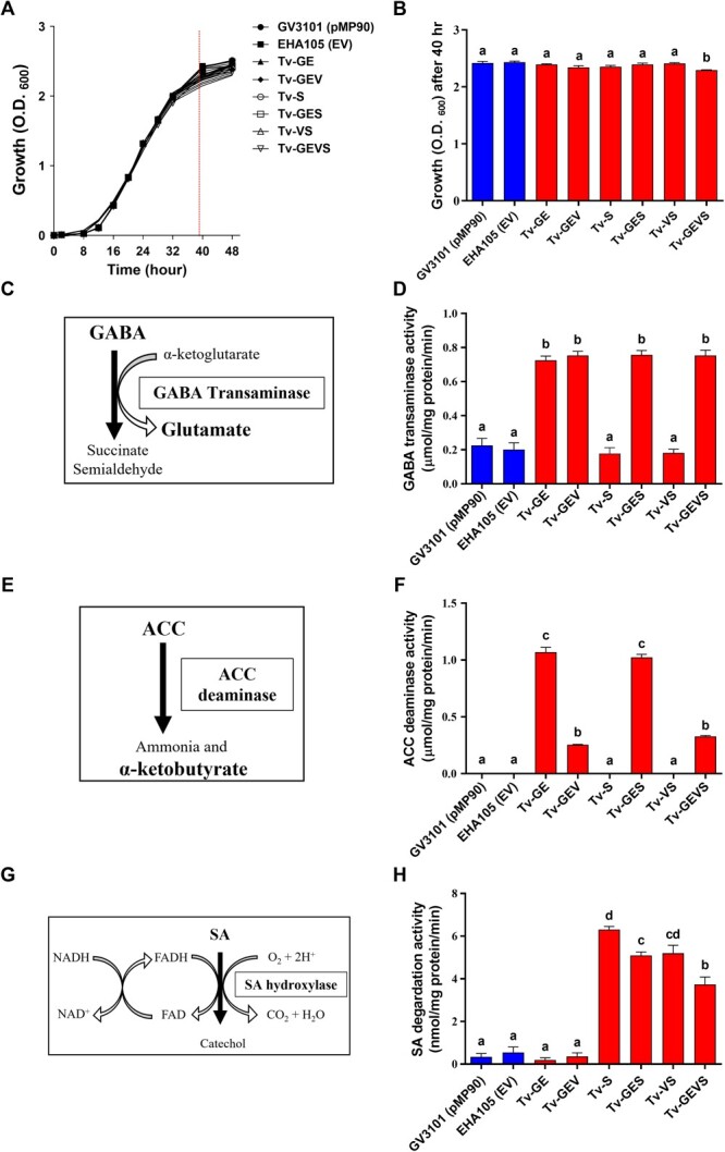 Validation of ACC deaminase, GABA transaminase, and salicylate hydroxylase in A. tumefaciens. (A) Effect of ternary vectors on Agrobacterium growth. (B) Comparison of Agrobacterium growth at the end of the exponential stage (40 h). The enzymatic reaction of ACC deaminase (C), GABA transaminase activity (E), and salicylate hydroxylase activity (G). Confirmation of ACC deaminase activity, which measured production of α-ketobutyrate in cell lysates (D), GABA transaminase activity, which measured glutamate production in cell lysates (F), and salicylate hydroxylase activity, which measured decrease in salicylate absorbance in cell lysates (H). Data are from at least three independent experiments with biological replicates and are expressed as means ± SD. Different characters indicate a statistically significant difference based on one-way ANOVA and Tukey's multiple range test, with P < 0.05.