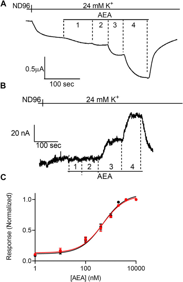 Voltage dependence of the potency of AEA. (A) and (B). Measurement of the relationship between AEA concentration and GIRK currents at -80 mV and at +40 mV, respectively. Basal GIRK current is evolved following replacement of the solution to a high K+ solution. Then, 4 different AEA concentrations (1, 10, 400 and 10000 nM) were applied and the response for each concentration was measured. (C). Dose response curves for several AEA concentrations at −80 mV (black symbols and line; n = 31, 20, 20, 14, 25, 11, 8 and 41 for 1, 10, 100, 400, 1,000, 2000, 4,000, and 10000 nM, respectively) and at +40 mV (red symbols and line; n = 8, 10, 9, 8, 17, 11, 8 and 30 for 1, 10, 100, 400, 1,000, 2000, 4,000, and 10000 nM, respectively). The responses are normalized to the response evoked by 10000 nM AEA at each holding potential.