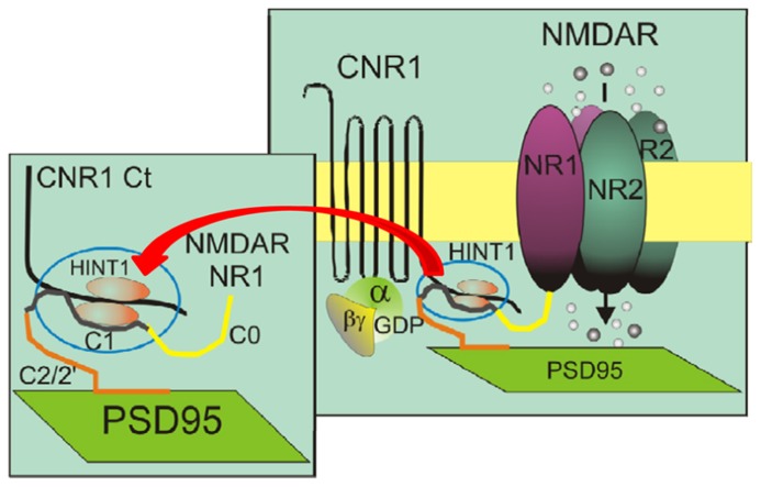 The role of HINT1 proteins in the direct interaction between the C-terminal sequences of CB1 and the NMDAR NR1 subunits. Both CB1 and the NR1 subunits interact with the HINT1 protein (Sánchez-Blázquez et al., 2013b). This model describes the physical interaction between the CB1 C-terminus and the NR1 C1 segment, as well as both proteins with the HINT1 protein, which strengthens their association.