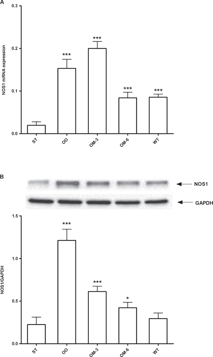 Panel A: NOS1 mRNA levels in adipose tissue from ApcMin/+ mice treated groups (ST = standard diet; OO = olive oil; OM-3 = omega-3 PUFAs; OM-6 = omega-6 PUFAs supplemented diet) and in the Wilde Type (WT) mice group. Data are presented as the mean±SE of ten animals for each group and expressed as n° molecules mRNA NOS1 gene/n° molecules mRNA β-actin. Panel B: Western blotting analysis of NOS1protein in the same groups of treatment. Levels of NOS1 protein expression were normalized with Glyceraldeide 3-phosphate dehydrogenase (GAPDH) protein expression. *P < 0.05, ***P < 0.005 (one-way analysis of variance and Dunnett Post Test).
