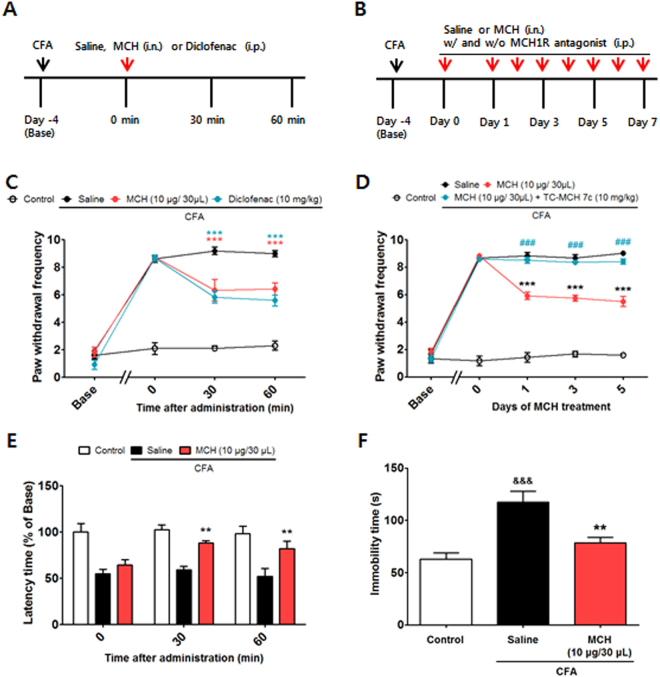 Analgesic effects of i.n. MCH on CFA-evoked inflammatory pain and the MCH1R-induced mediation of these effects. Experimental design of the single (A) and repeated (B) treatments of MCH in the CFA-induced pain model. The anti-allodynic and analgesic effects of MCH were measured 30 and 60 min after saline, respectively. Administration of either MCH (10 μg/30 μl, i.n.) or diclofenac (10 mg/kg) in the von Frey test (C) and hot-plate test (E). A MCH1R antagonist, TC-MCH 7c (10 mg/kg/day for 5 days, i.p.), was injected 30 min before MCH (10 μg/30 μl/day for 5 days, i.n.) or saline treatment, and the von Frey test was performed 30 min after MCH treatment (D). n = 5 − 6/group. *p < 0.05, **p < 0.01, and ***p < 0.001 compared with the CFA group and ### p < 0.001 compared with the MCH group. Data were analyzed with a two-way RMANOVA followed by post hoc Bonferroni tests. The TST was performed 12 days after CFA or saline injection (7th day of MCH or saline treatment; F). n = 5/group. **p < 0.01 vs. the CFA group, &&&p < 0.001 vs. the Control group. The data were analyzed with a one-way ANOVA followed by Newman–Keuls post hoc tests. Data are expressed as means ± SEM. i.n.: intranasal, i.p.: intraperitoneal.