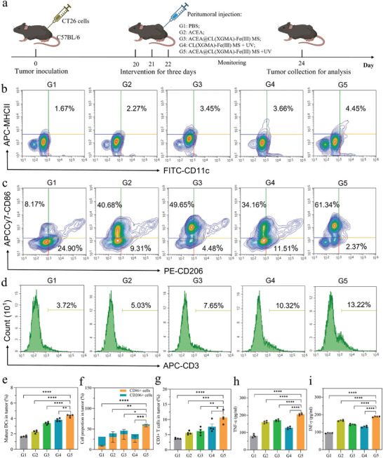 ACEA@CL(XGMA)‐Fe(III) MS + UV can initiate stronger in vivo anti‐tumor immune responses. a) Experimental process description. b) Flow cytometry revealed differential proportions of activated DCs (CD11c+MHCII+) in different groups. G5 presented the highest DC proportion. c) Flow cytometry showed differential proportions of CD86+ cells and CD206+ cells in different groups. G5 had the highest proportion of CD86+ cells. d) Flow cytometry indicated that the total number of T cells (CD3+) in tumor tissues was increased in G5. e) Quantitative analysis of DCs. n = 4. f) Quantitative analysis of CD86+ cells and CD206+ cells. n = 4. g) Quantitative analysis of T cells. n = 4. h) Comparison of serum TNF‐ɑ concentrations in different groups. The TNF‐ɑ concentration was highest in G5. n = 4. i) Comparison of serum IFN‐γ concentrations in different groups. The IFN‐γ concentration was highest in G5. n = 4. *, p < 0.05; **, p < 0.01; ***, p < 0.001; ****, p < 0.0001. G: group; MS: microsphere; UV: ultraviolet; DC: dendritic cell.