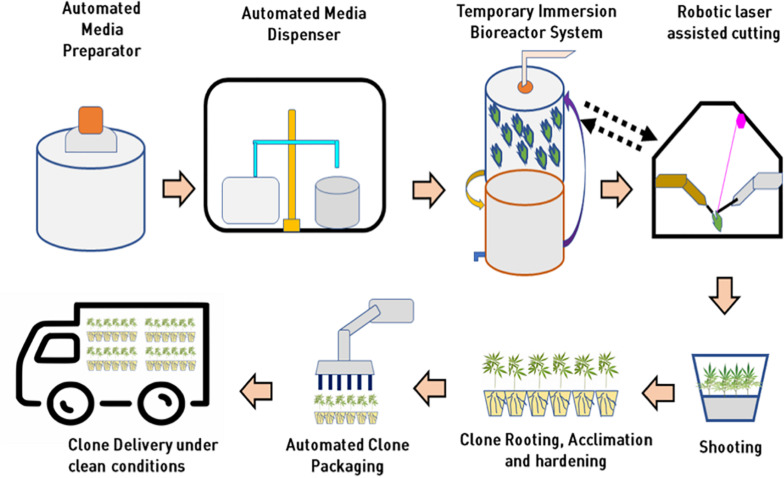 Integration of automation and bioreactor technologies for mass propagation in cannabis for low cost clonal multiplication at in vitro level.