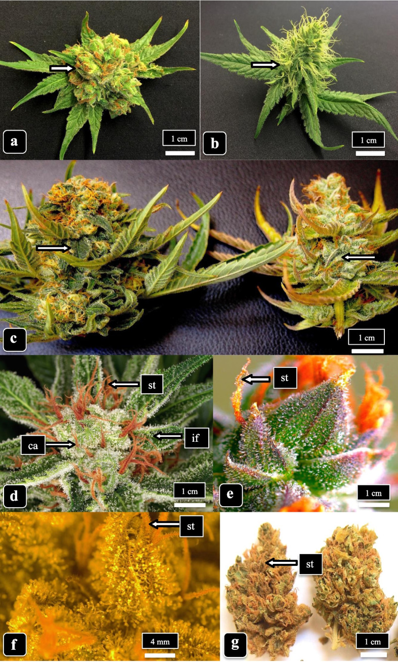 Morphology of developing inflorescences in the two cannabis genotypes examined in this study. a “Moby Dick” (MD) at 3 weeks of inflorescence development. b “Space Queen” (SQ) at 3 weeks. c MD (left) and SQ (right) at 6 weeks. The arrows in a–c show the positions at which bracts were sampled for microscopic observations. d Stigmas (st) appear orange-brown in color and trichomes can be seen on the calyx (ca.) and on inflorescence leaves (il) of strain MD at 8 weeks. e, f Trichomes on bracts of strain SQ at 8 weeks. The arrow points to stigmas (st) that appear orange-brown. g Dried inflorescence (bud) of MD after harvest. The bud has been trimmed to remove the inflorescence leaves. The arrow points to dried stigmas (st)