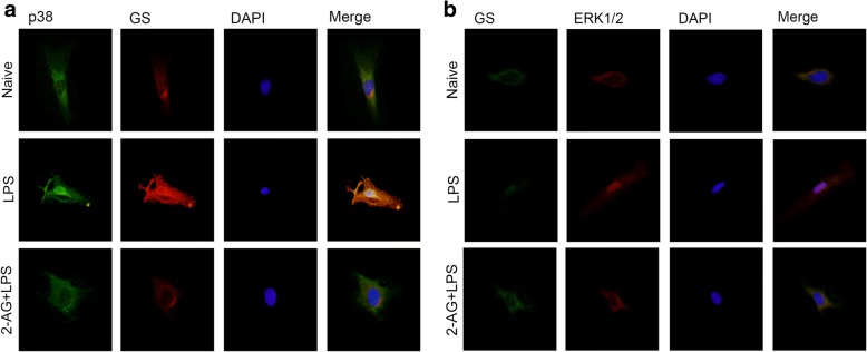 Effects of 2-AG on translocation of p38 (a), ERK1/2 (b), and expression of GS (a, b) in astrocytes induced by LPS. Astrocytes were pretreated with 0.01 μM 2-AG for 2 h and exposed to 1 μg/ml LPS for 2 h (a) or 12 h (b). Immunocytochemistry assay was used to analyze the translocation of p38 and ERK1/2 and the change of GS expression. Scar bar = 10 μm
