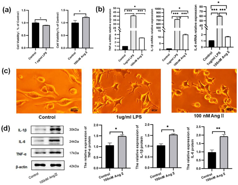 Effect of LPS and AngII on proinflammatory cytokines (TNF-α, IL-1β, and IL-6), morphology, and proliferation of BV2 cells. (a) The effects of LPS (1 μg/mL, 24 h) and AngII (100 nM, 36 h) on cell viability in BV2 cells; (b) the mRNA expression of TNF-α, IL-1β, and IL-6 in BV2 cells treated with LPS and AngII; (c) the morphology of BV2 cells treated with LPS and AngII; (d) the original graph and relative protein expression of TNF-α, IL-1β, and IL-6 in BV2 cells treated with AngII. The data are expressed as the mean ± SEM (n = 6 times, * p < 0.05, ** p < 0.01, *** p < 0.001). Scale bar = 50 μm. Original blot images can be found in Supplementary File S1.
