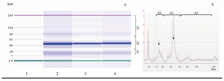 Electrophoretic analysis (LoaC) of total proteins from SL_C inoculated with Lpb. plantarum ITM21B (SL_C 21B) or not (SL_CS) shown as gel-like images (a) and overlaid electropherograms (b) on Protein230 LabChip. Ladder, weight marker (1), SL_CS t0 (2, red line), SL_CS t14 (3, blue line), and SL_C 21B t14 (4, green line). Brackets indicate molecular weight areas: A1 (14–30 kDa), A2 (31–79 kDa), and A3 (80–230 kDa); arrows indicate predominant 17.0 and 53.0 kDa protein peaks/bands.
